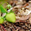 En avril et mai, on n'oublie pas le paillage des fraisiers et framboisiers !