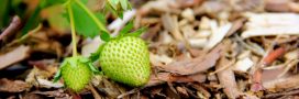 En avril et mai, on n'oublie pas le paillage des fraisiers et framboisiers !