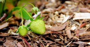 En avril et mai, on n'oublie pas le paillage des fraisiers et framboisiers ! En avril et mai, on n'oublie pas le paillage des fraisiers et framboisiers !