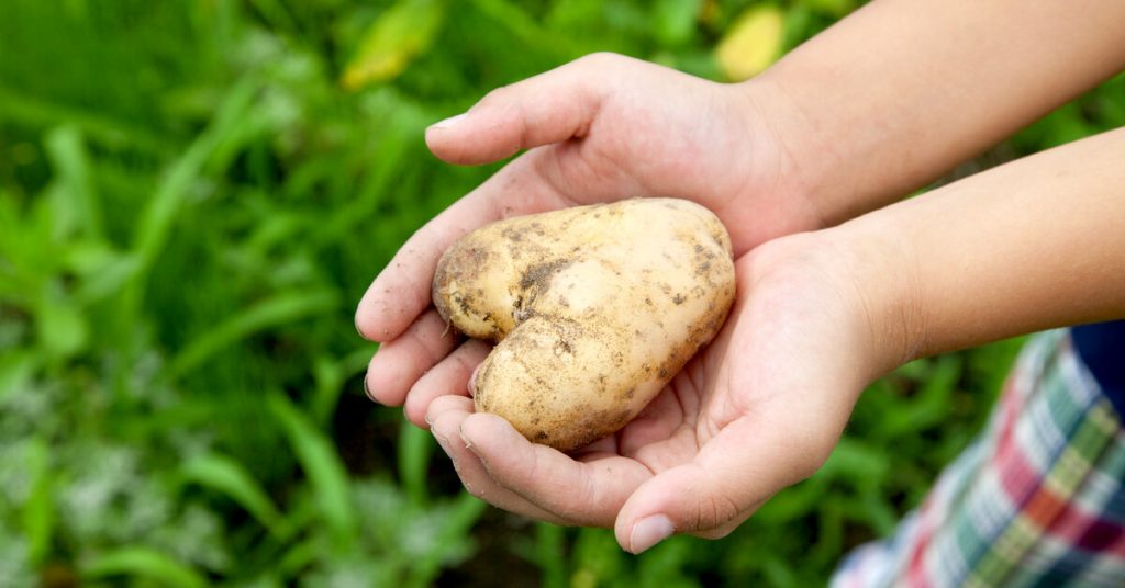 De la terre à l’assiette : planter les pommes de terre en avril