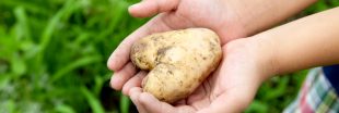 Jardinage à faire en avril : planter des pommes de terre