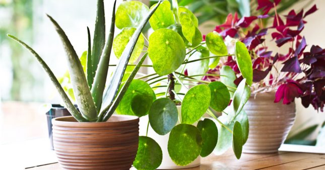 Les soins à apporter à vos plantes d’intérieur en avril