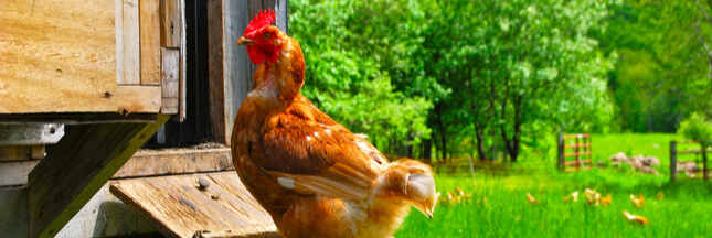 Confinés, les Français achètent des poules pondeuses