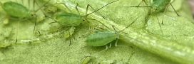11 astuces naturelles pour lutter contre les pucerons