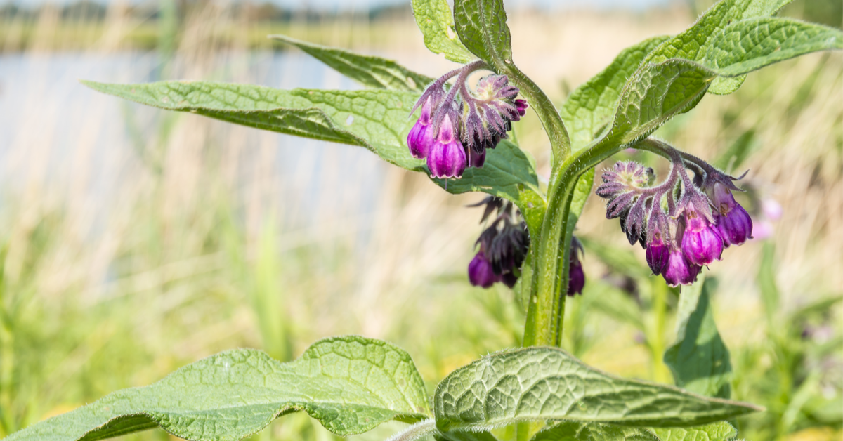Faire un engrais bio : le purin à la consoude