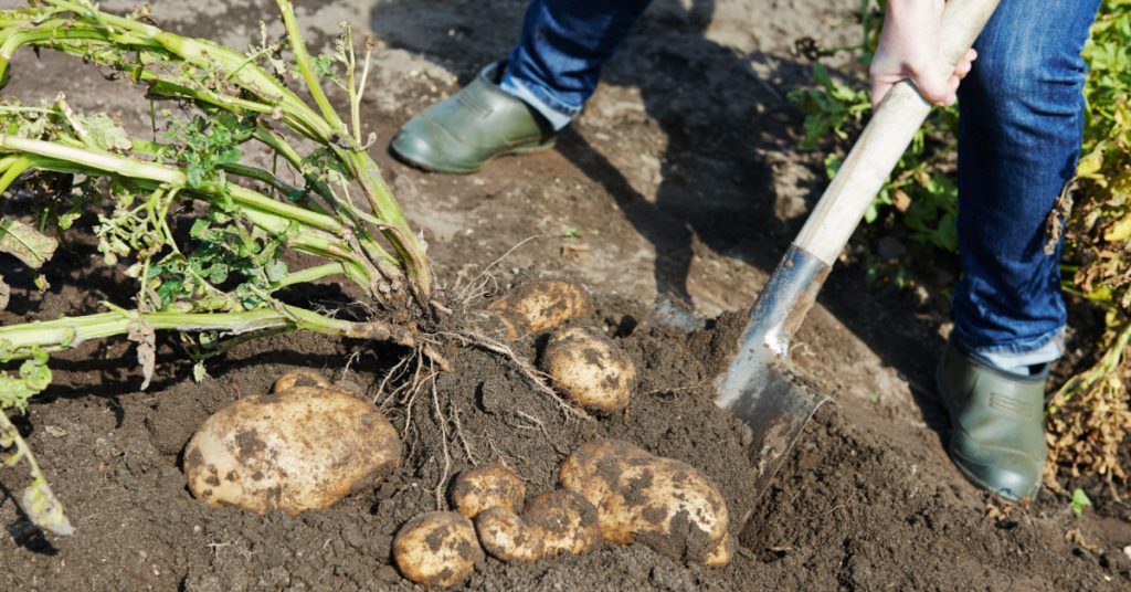 Comment et pourquoi cultiver des pommes de terre en tour