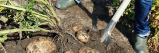 Comment et pourquoi cultiver des pommes de terre en tour