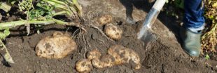 Comment et pourquoi cultiver des pommes de terre en tour