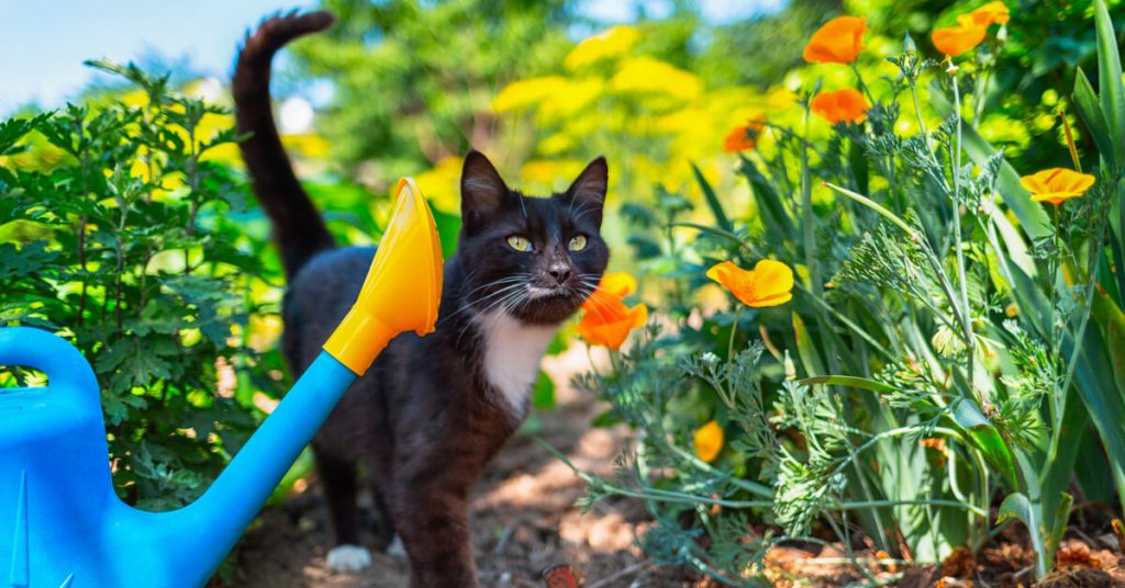 Répulsif chat extérieur, répulsif jardin, repousse chat