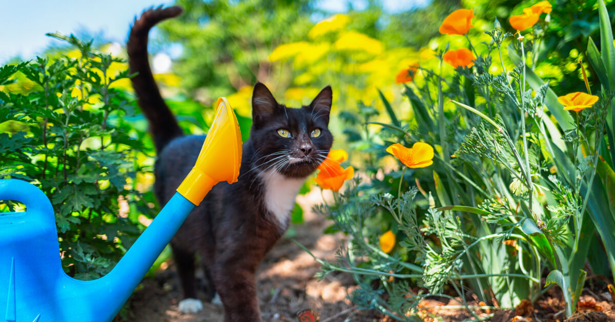 Les 5 meilleures astuces pour éloigner les chats du potager