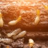 Nos trucs et astuces pour se débarrasser naturellement des termites