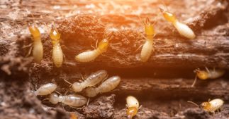 se débarrasser naturellement des termites