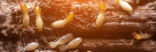 se débarrasser naturellement des termites