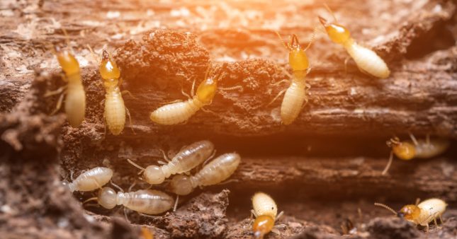 Nos trucs et astuces pour se débarrasser naturellement des termites