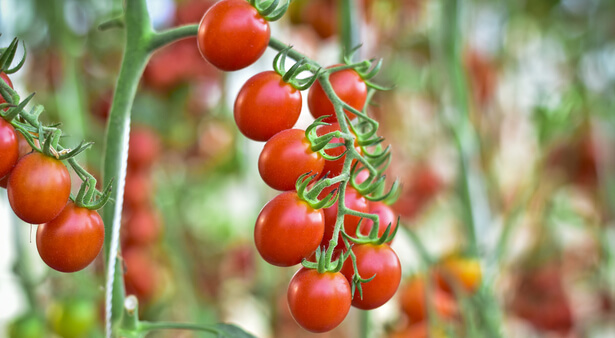 graine tomate cerise