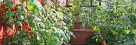 Cultiver des tomates sur son balcon… On s’y met cette année ?