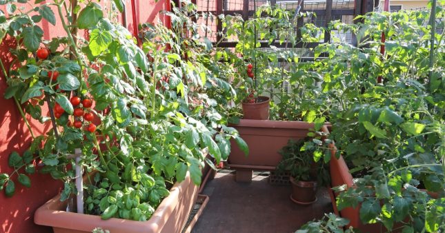 growing jalapeno plants Early Jalapeño Pepper Plant | Two Live Plants | Non-GMO main image 1