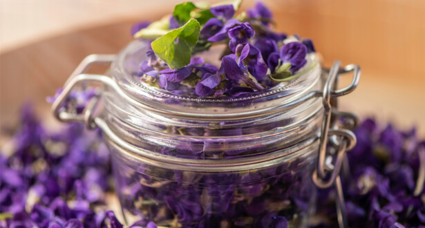 Bienfaits et plaisir des fleurs de violettes : pressez-vous !