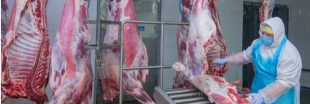 Les abattoirs, nouveaux foyers de contamination covid-19 ?