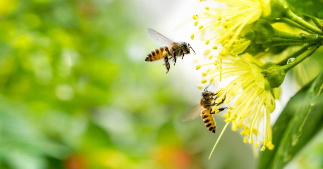 Pollinisation : ces aliments voués à disparaître avec l'extinction des abeilles
