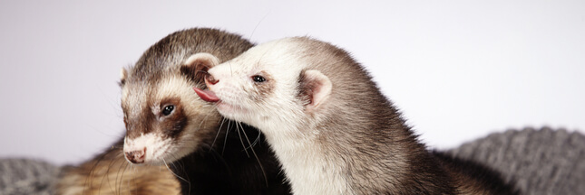 Conseils pour adopter et prendre soin d’un furet