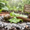Alerte ! Limaces et escargots envahissent les jardins !