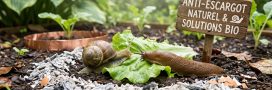 Alerte ! Limaces et escargots envahissent les jardins !