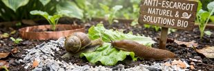 Alerte ! Limaces et escargots envahissent les jardins !