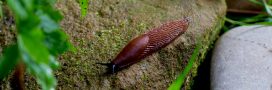 Un anti limace naturel : éloignez les limaces au jardin bio Un anti limace naturel : éloignez les limaces au jardin bio