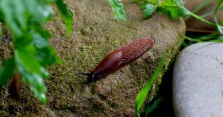 Un anti limace naturel : éloignez les limaces au jardin bio