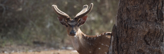 Déconfinement : des animaux moins farouches alerte l’Office National des Forêts