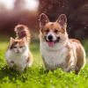 Bicarbonate de soude : l'hygiène au naturel pour nos animaux domestiques Bicarbonate de soude : l'hygiène au naturel pour nos animaux domestiques