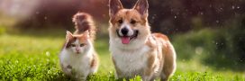 Bicarbonate de soude : l'hygiène au naturel pour nos animaux domestiques