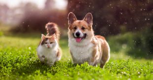 Bicarbonate de soude : l'hygiène au naturel pour nos animaux domestiques