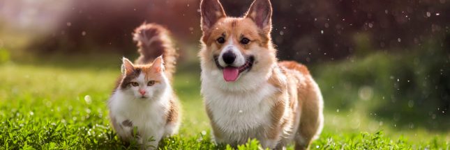 Le bicarbonate de soude pour les animaux de compagnie