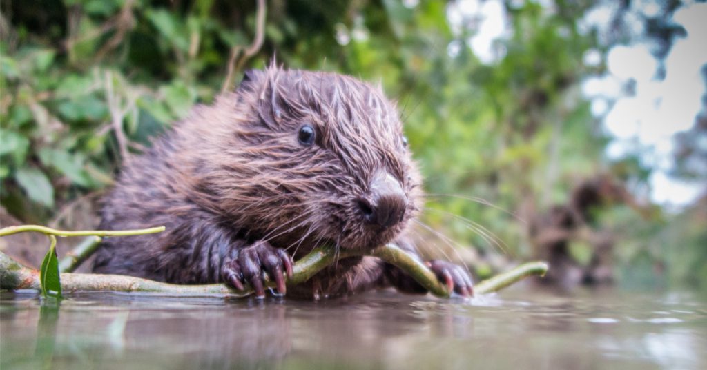 Dans la famille biodiversité ordinaire, protégeons le Castor