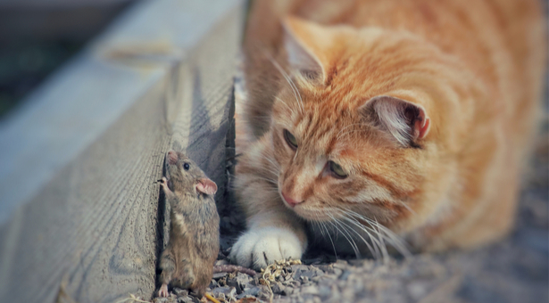 Rats et souris : les plantes qui les font fuir du jardin à coup sûr !