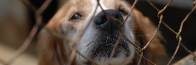 Confinement : des centaines d’animaux sauvés de l’euthanasie par la SPA