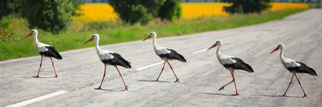 cigognes surpopulation