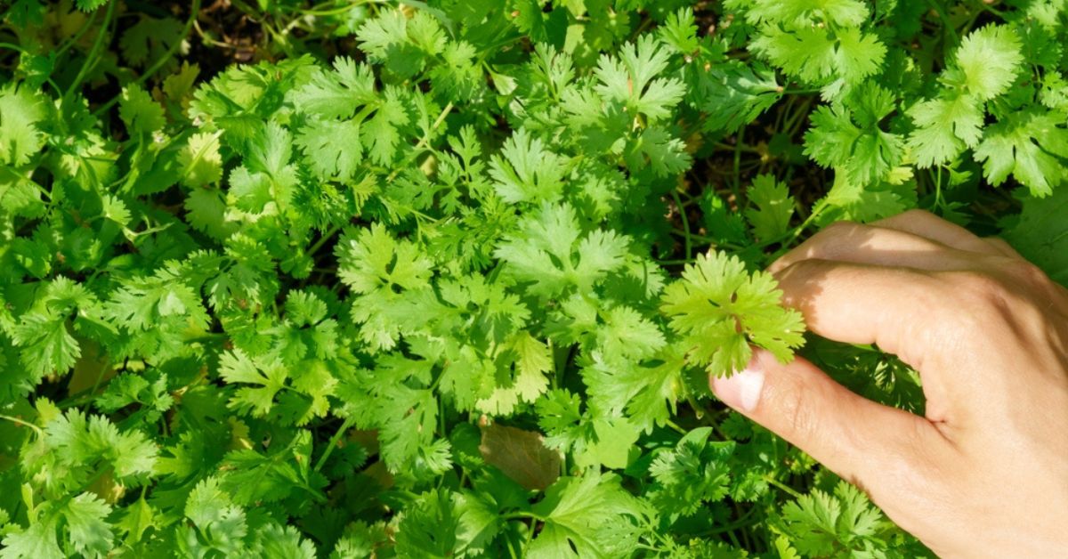 Comment Faire Pour Avoir De La Coriandre Dans Son Jardin
