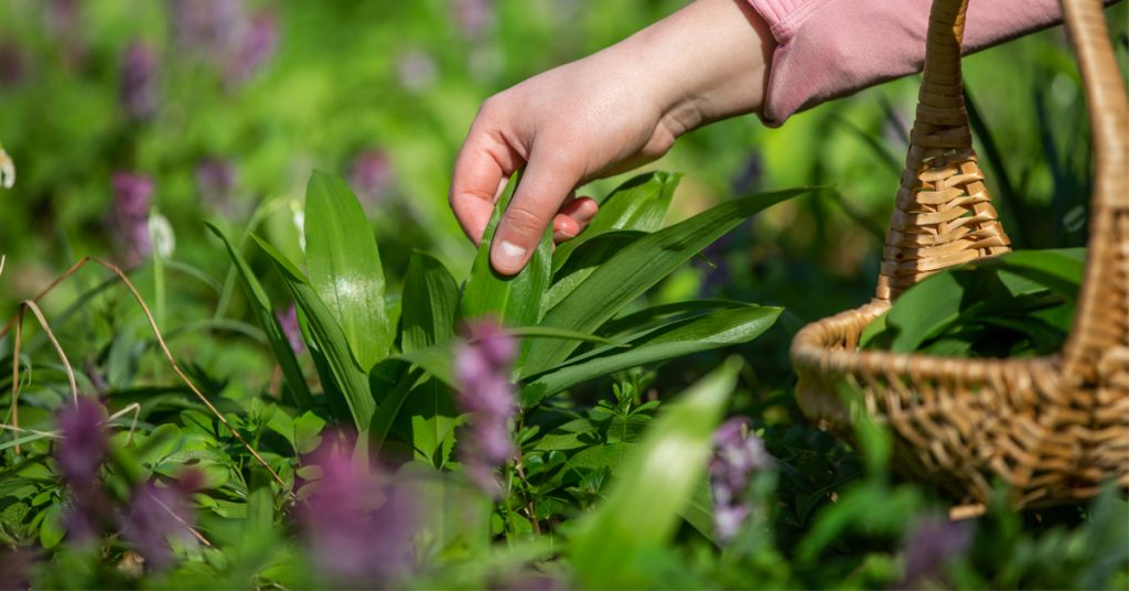 Plantes sauvages : nos conseils pour une cueillette sans risque