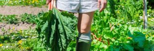 Utiliser les feuilles de rhubarbe : 5 astuces surprenantes et pratiques à la maison et au jardin