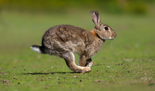 Dans la famille Biodiversit  ordinaire prot geons le lapin 