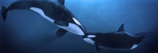 Si les humains vivaient comme des Orques...