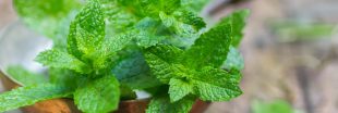 20 manières d'utiliser la menthe