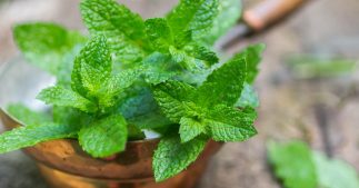 20 manières d'utiliser la menthe 20 manières d'utiliser la menthe