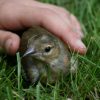 Oiseau blessé : que faire ? Les bons gestes pour l'aider Oiseau blessé : que faire ? Les bons gestes pour l'aider