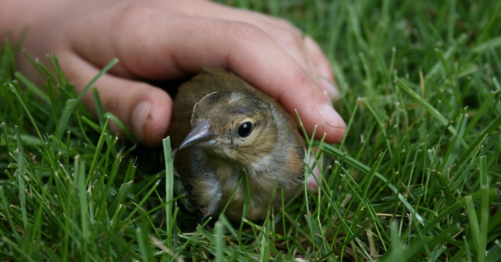 Oiseau blessé : que faire ? Les bons gestes pour l’aider