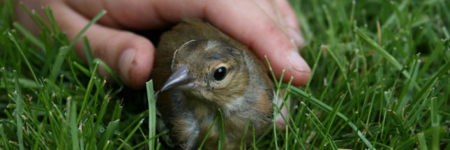 Un oiseau blessé au jardin