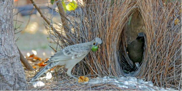 oiseau jardinier